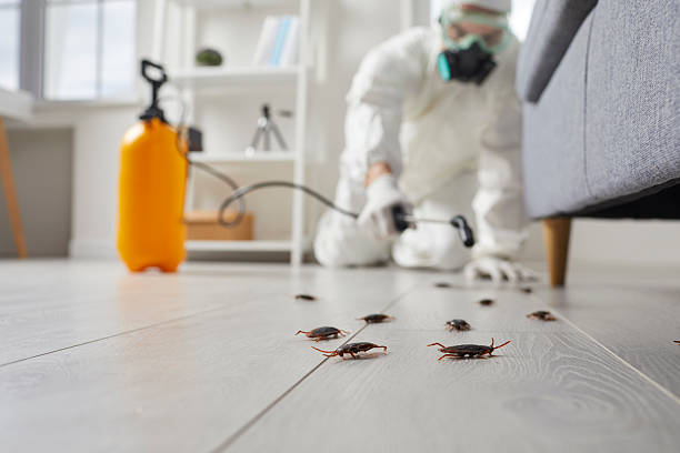 Commercial Rodent Management in Chino Hills